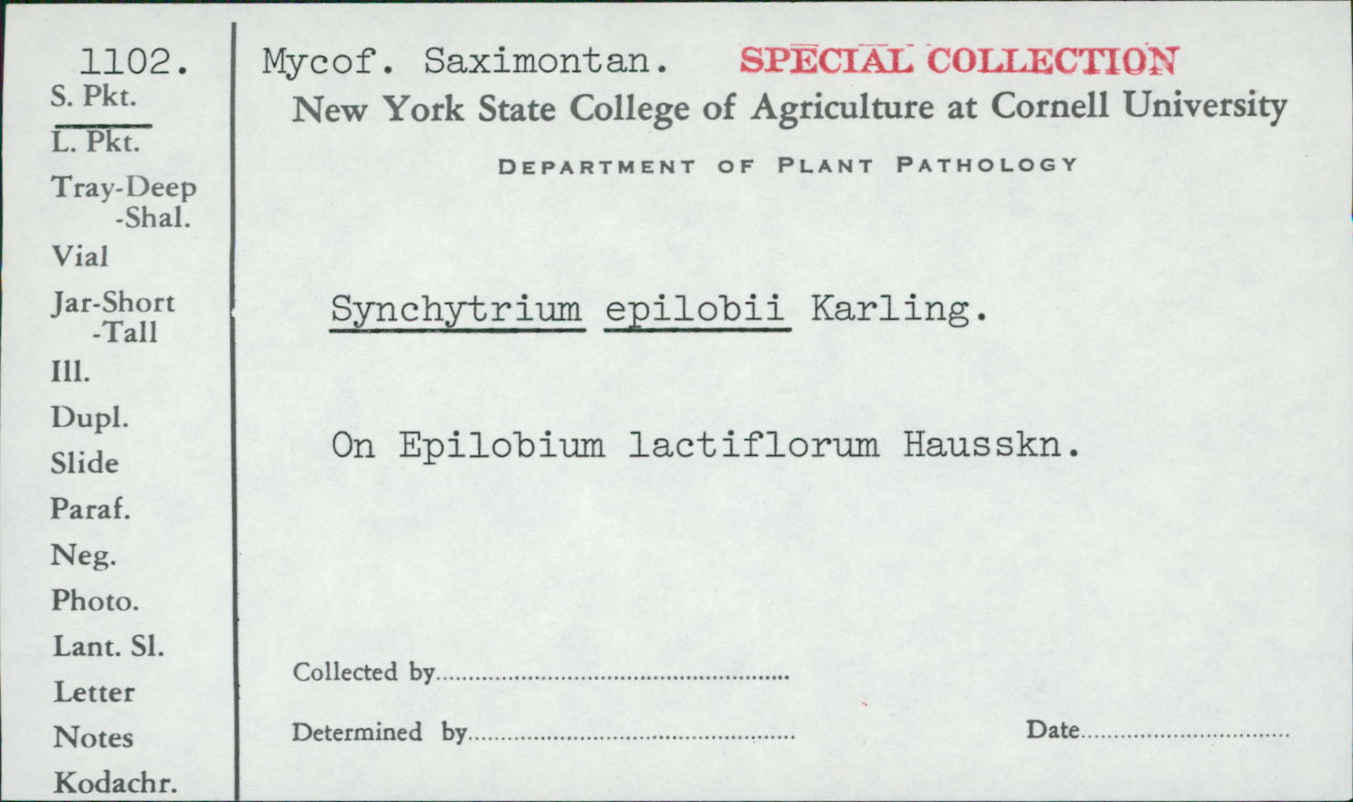 Synchytrium epilobii image