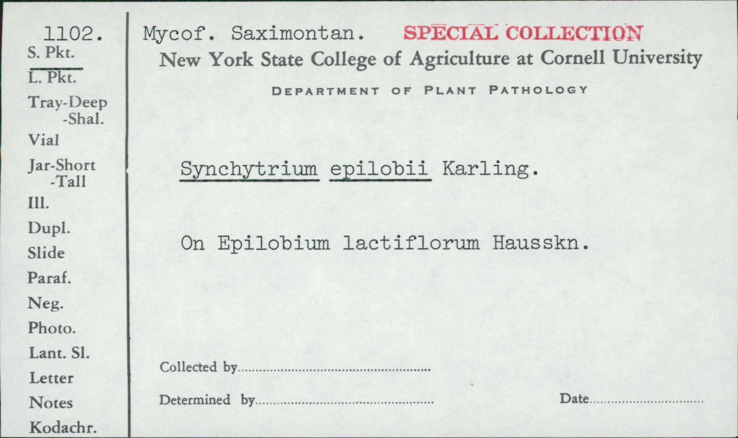 Synchytrium epilobii image