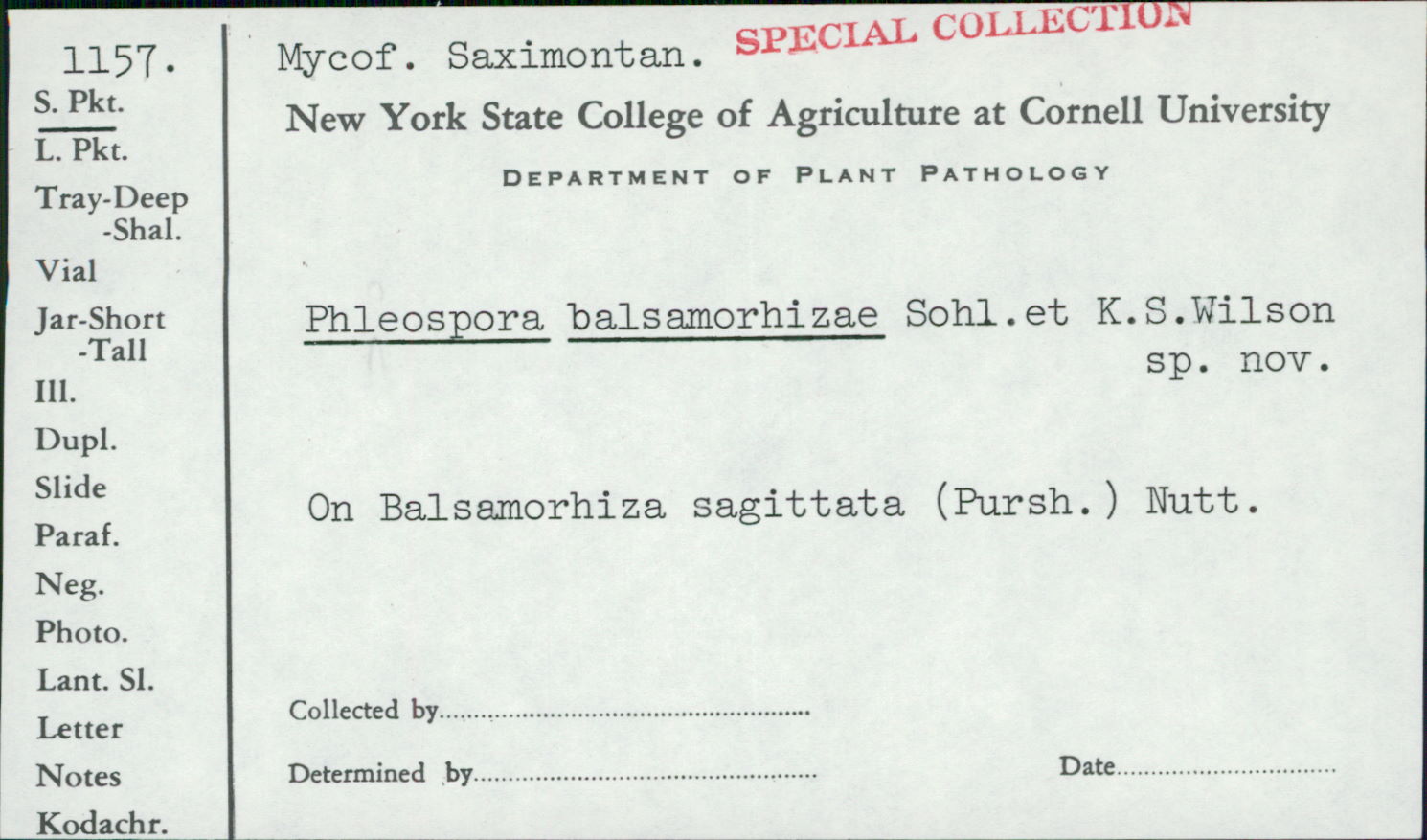 Phloeospora balsamorrhizae image