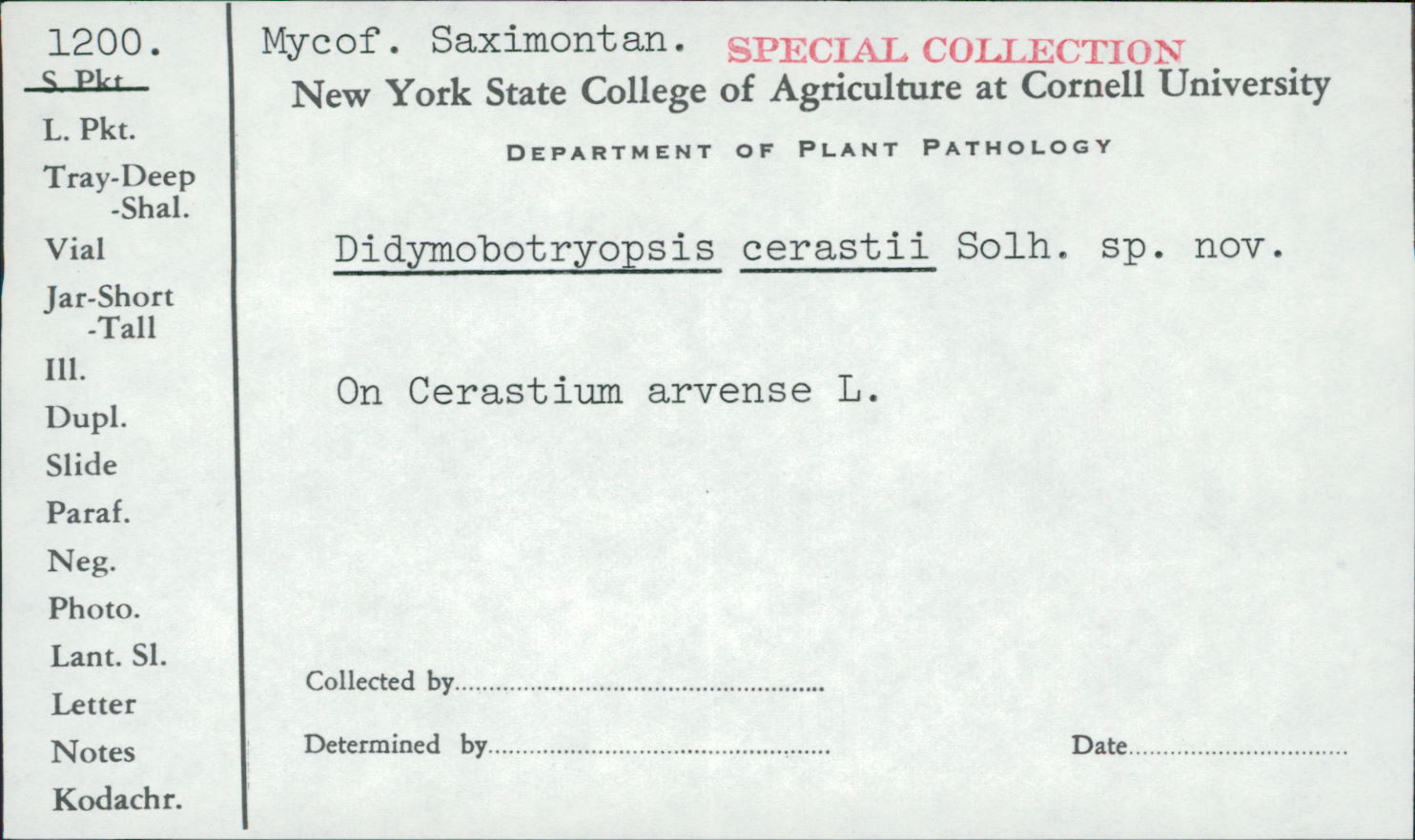 Didymobotryopsis cerastii image