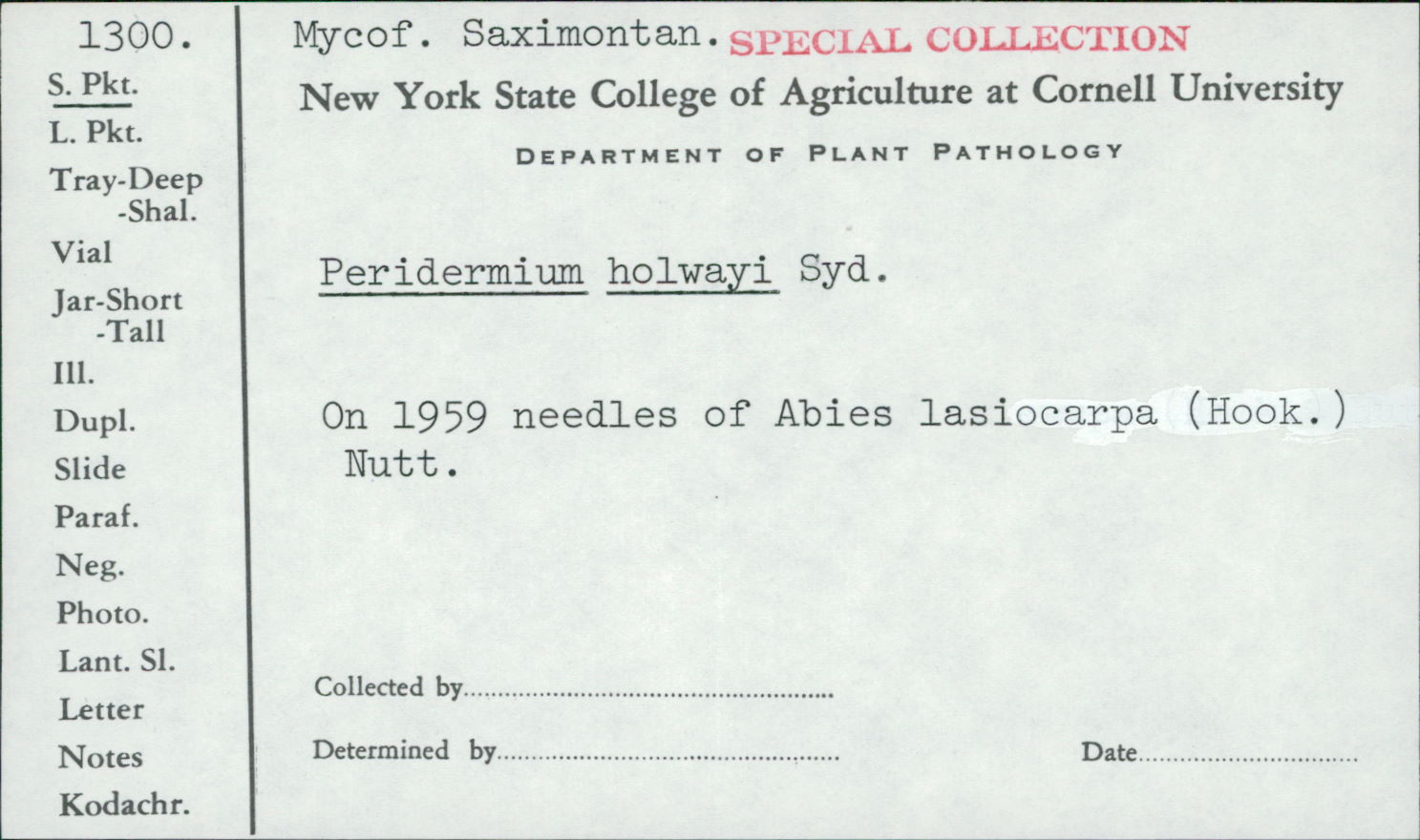 Peridermium holwayi image