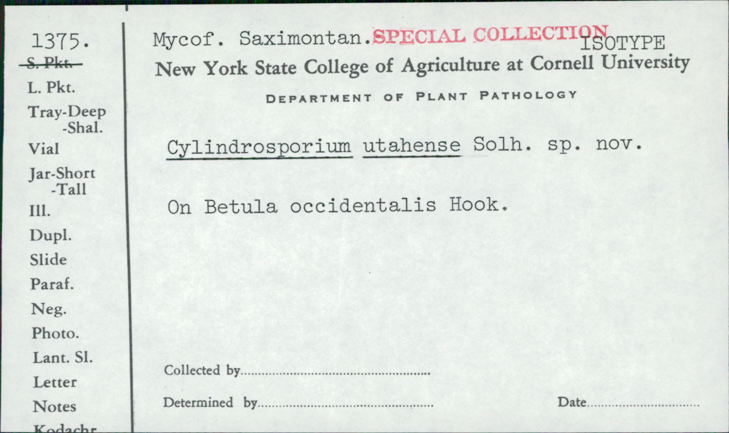 Cylindrosporium utahense image
