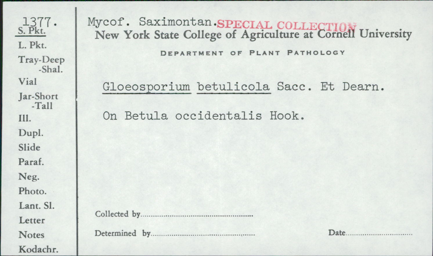 Gloeosporium betulicola image