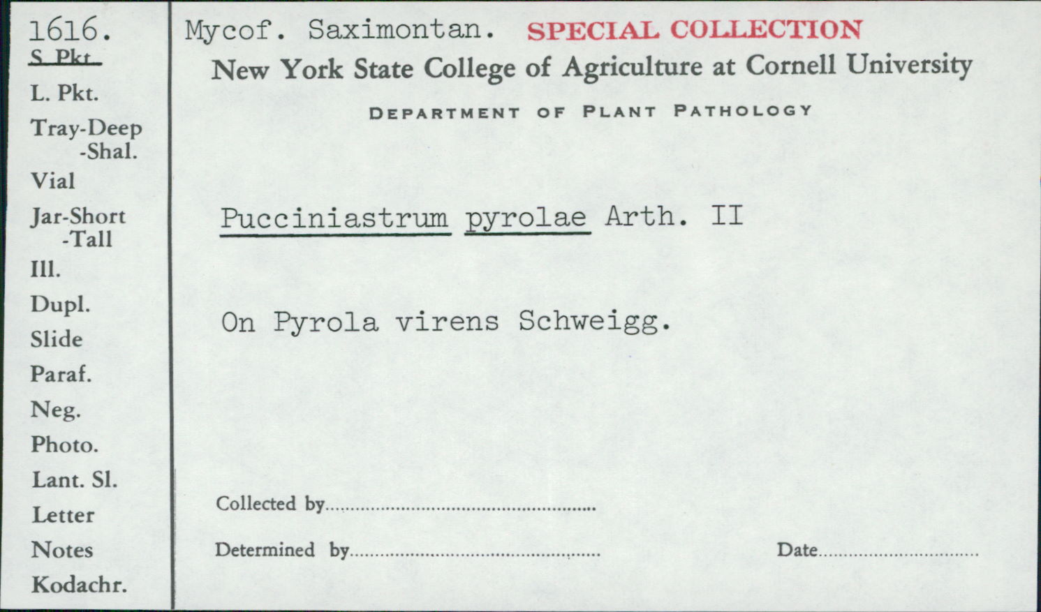 Pucciniastrum pyrolae image