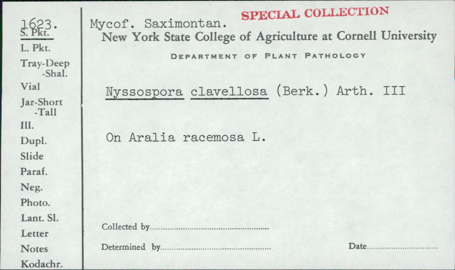 Nyssopsora clavellosa image