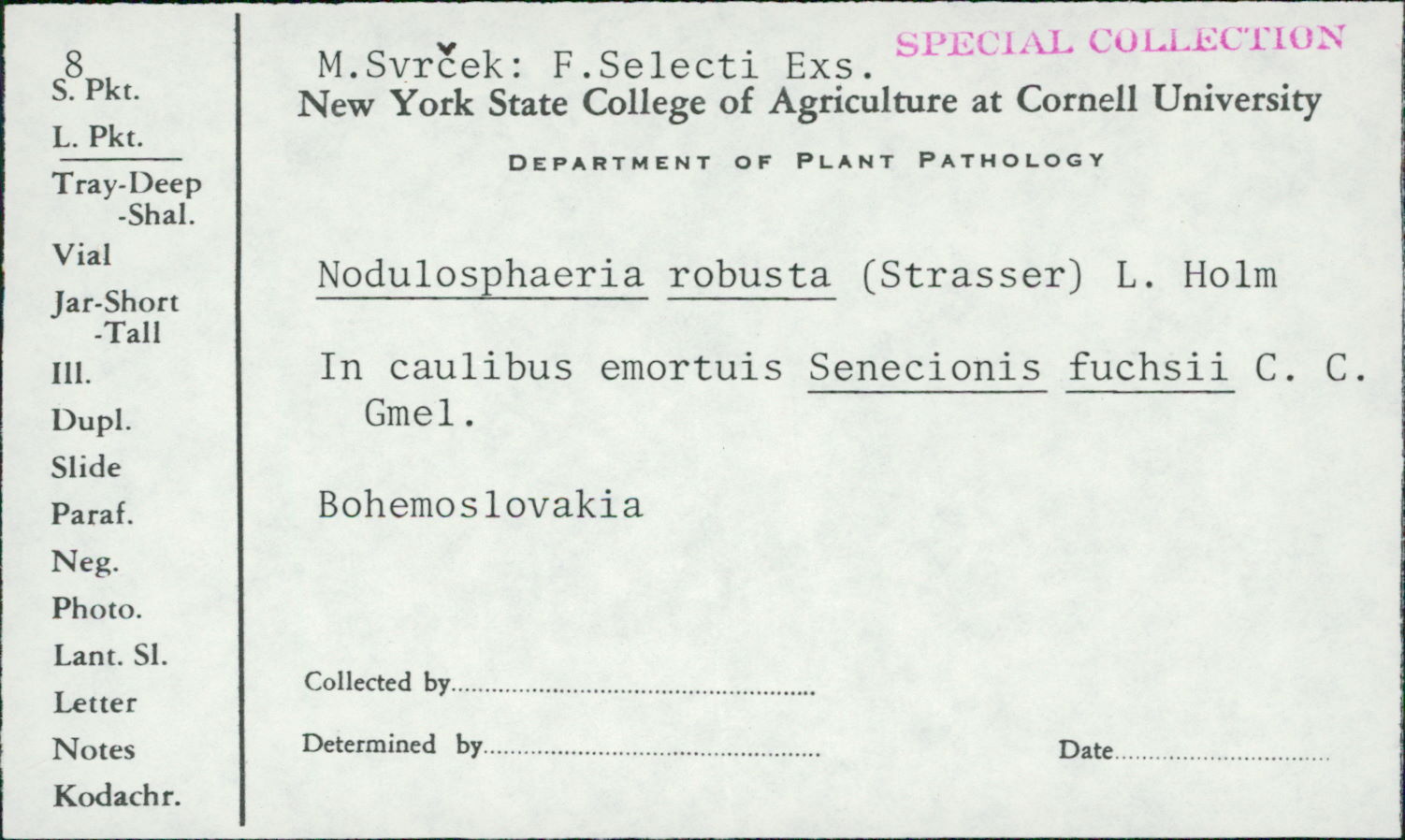Nodulosphaeria robusta image