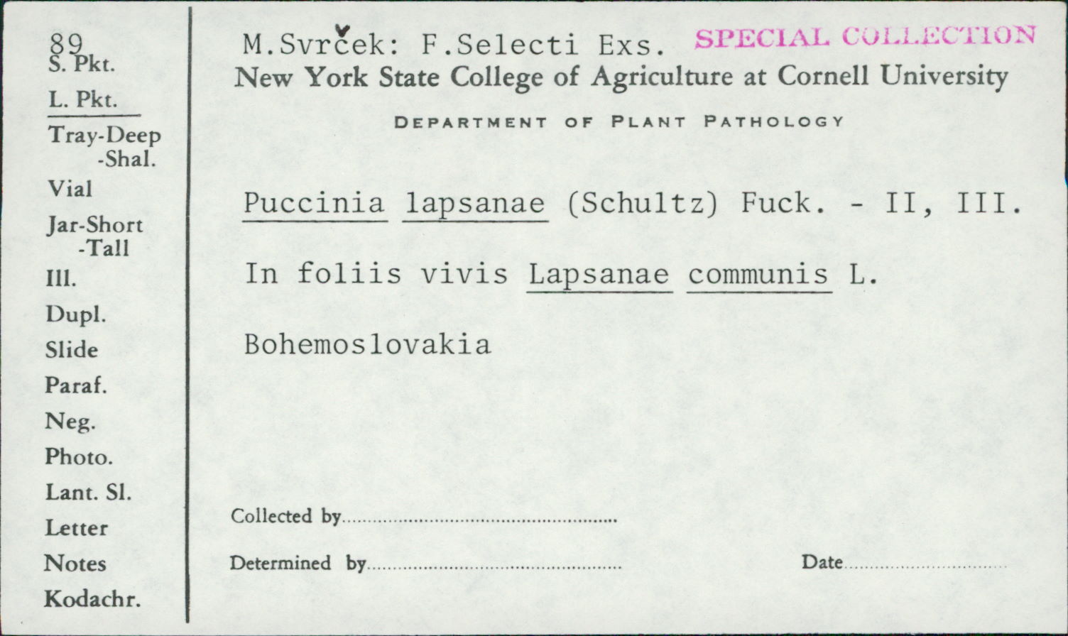 Puccinia lapsanae image