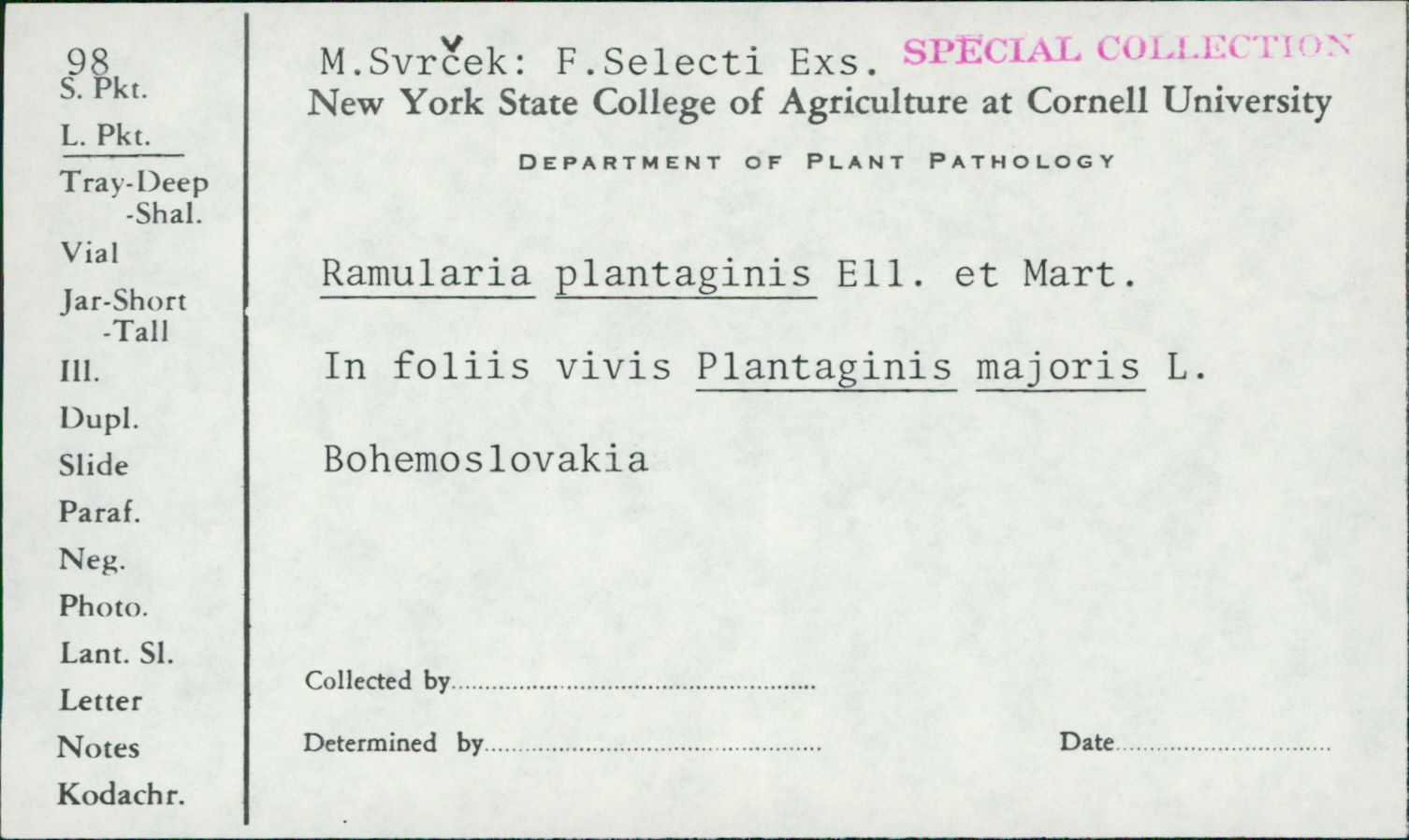 Ramularia rhabdospora image