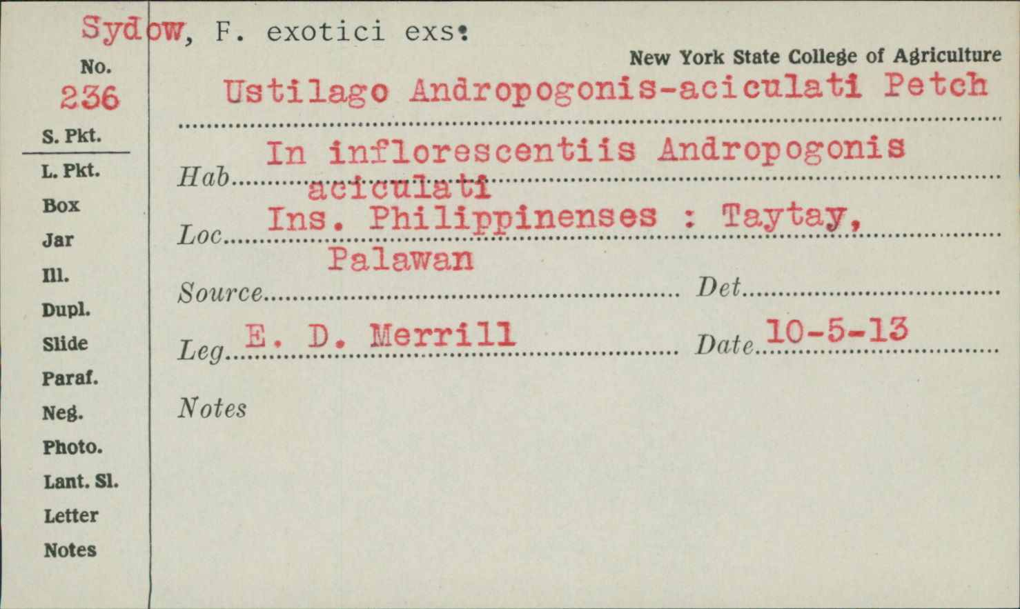 Sporisorium andropogonis-aciculati image