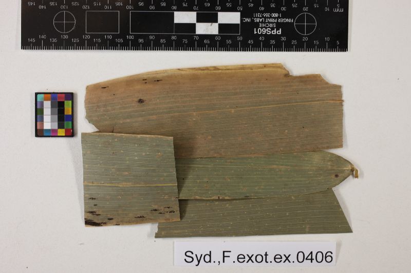 Pycnoderma bambusinum image
