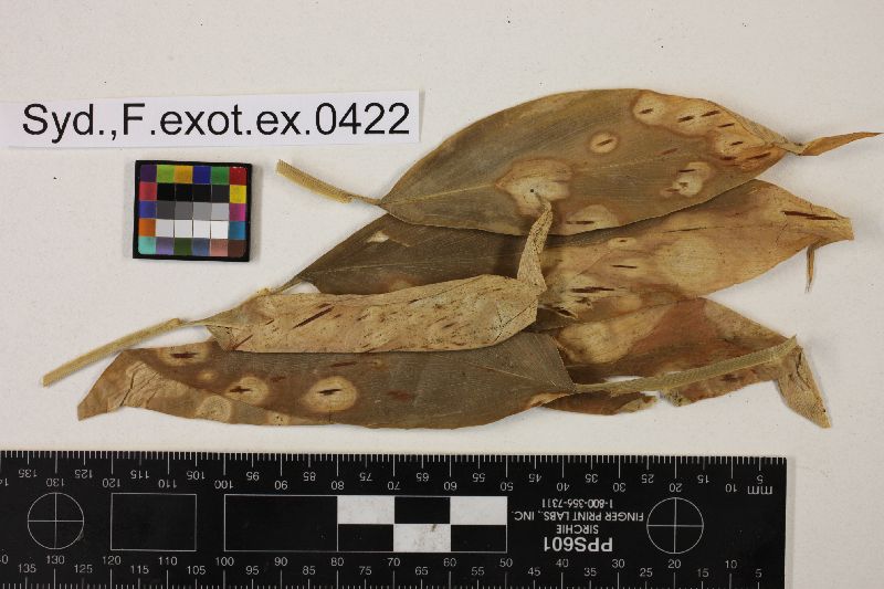 Taphrina linearis image