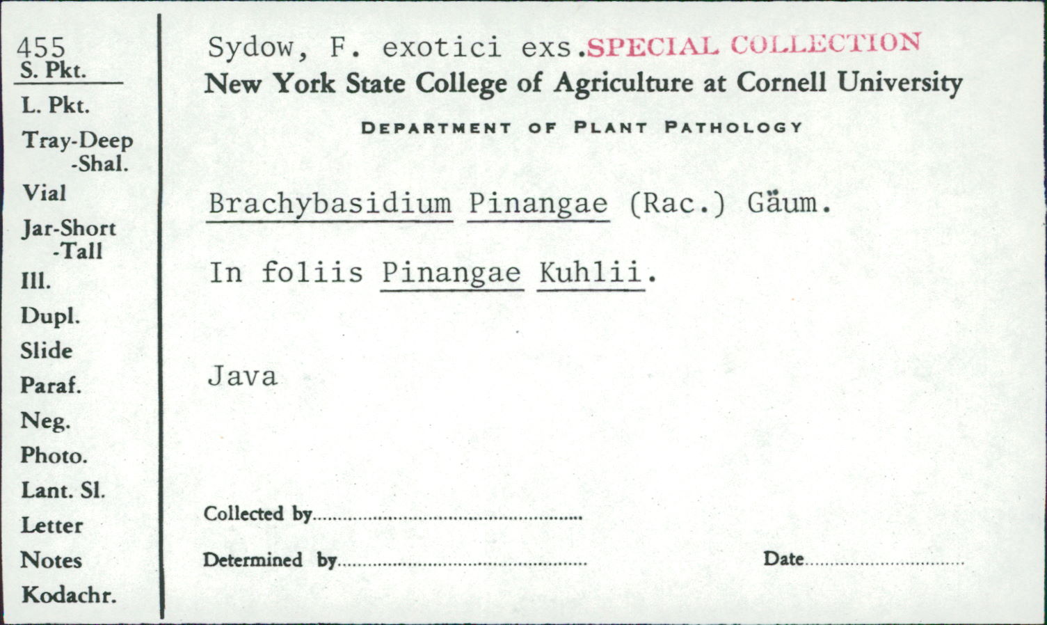 Brachybasidium pinangae image