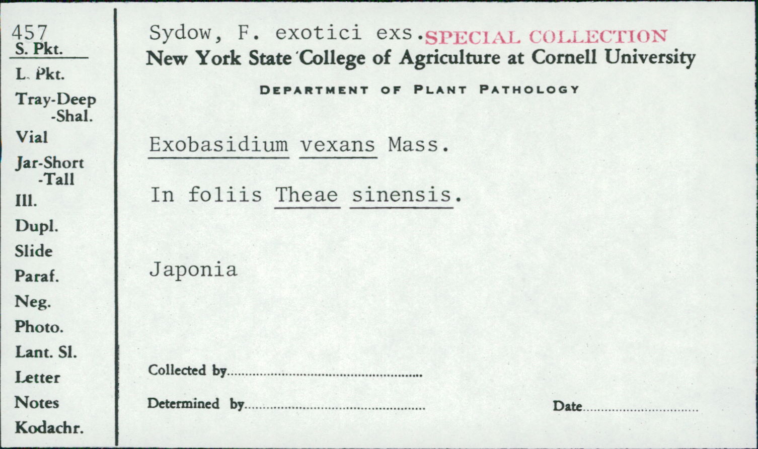 Exobasidium vexans image
