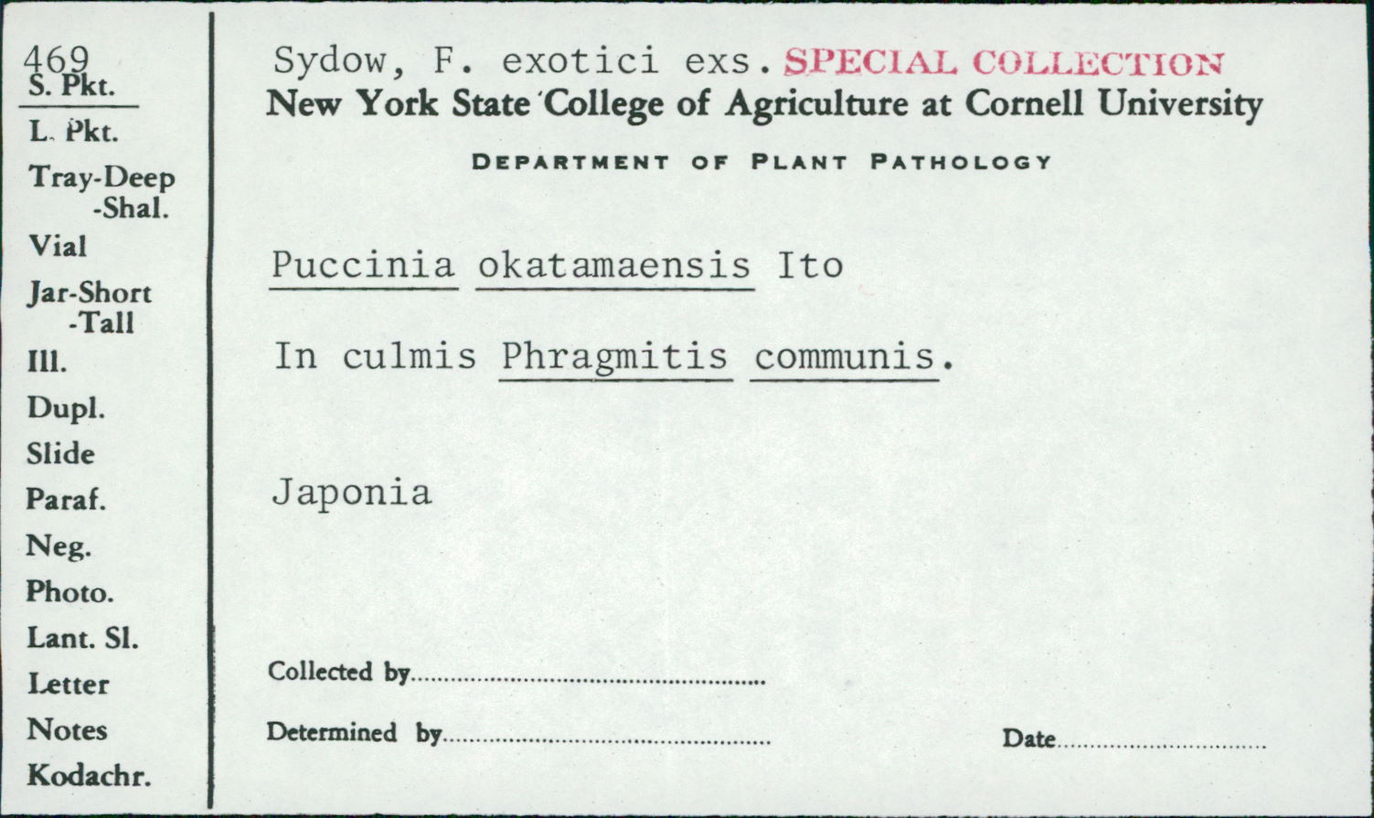 Puccinia okatamaensis image