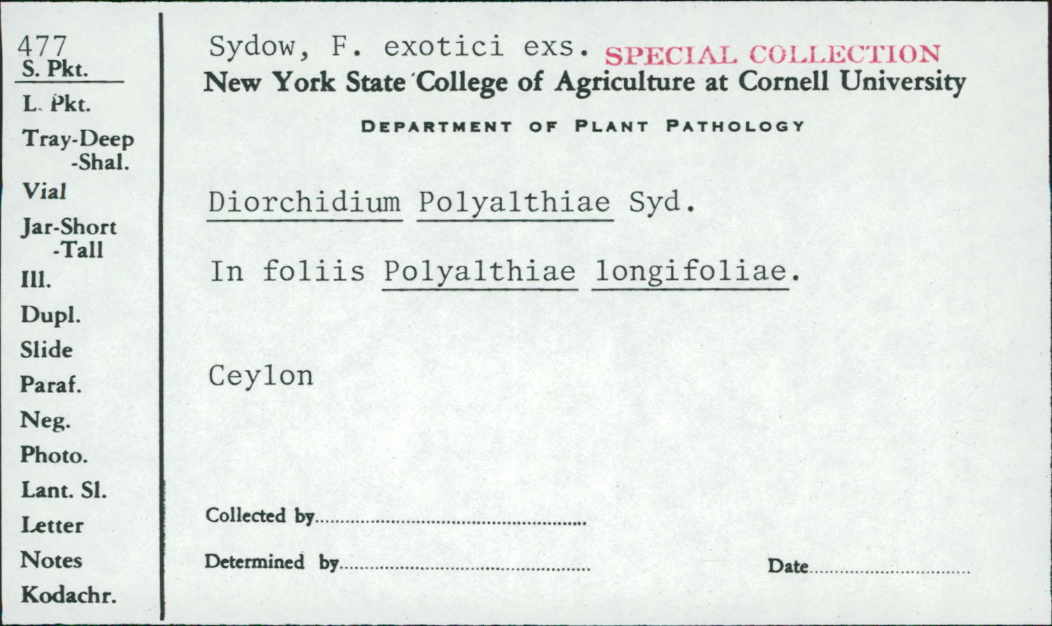 Diorchidium polyalthiae image