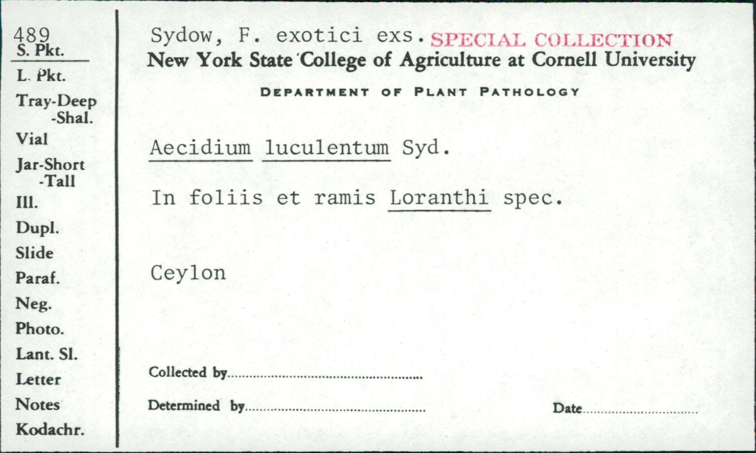 Aecidium luculentum image