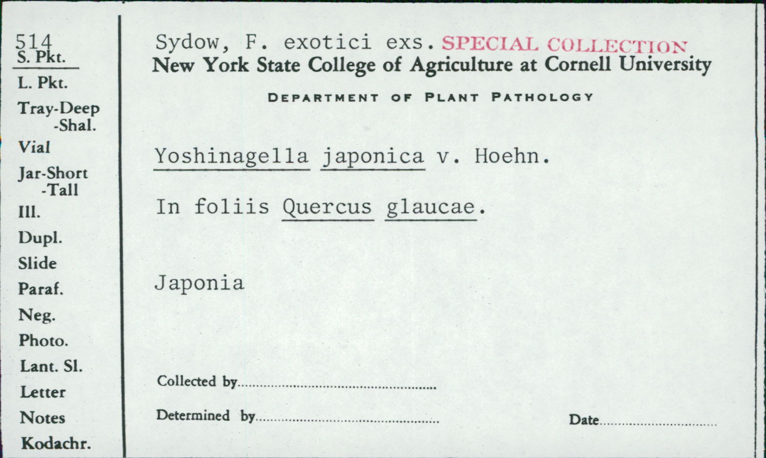 Yoshinagella japonica image