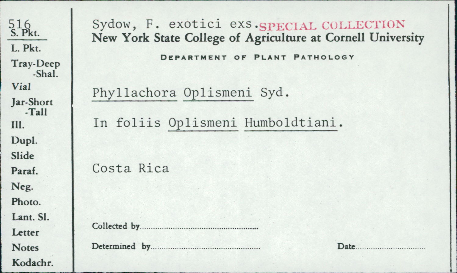 Phyllachora oplismeni image
