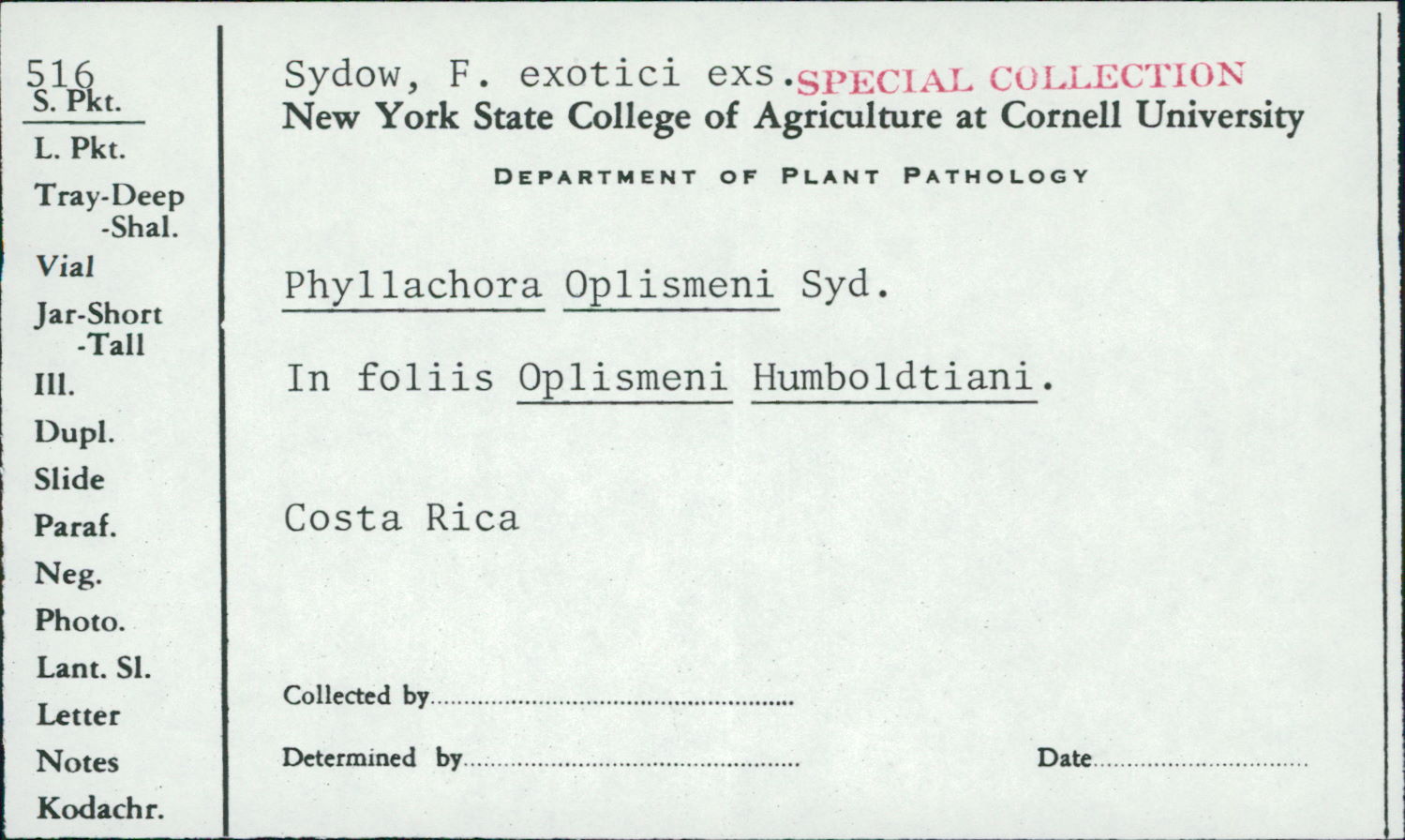 Phyllachora oplismeni image