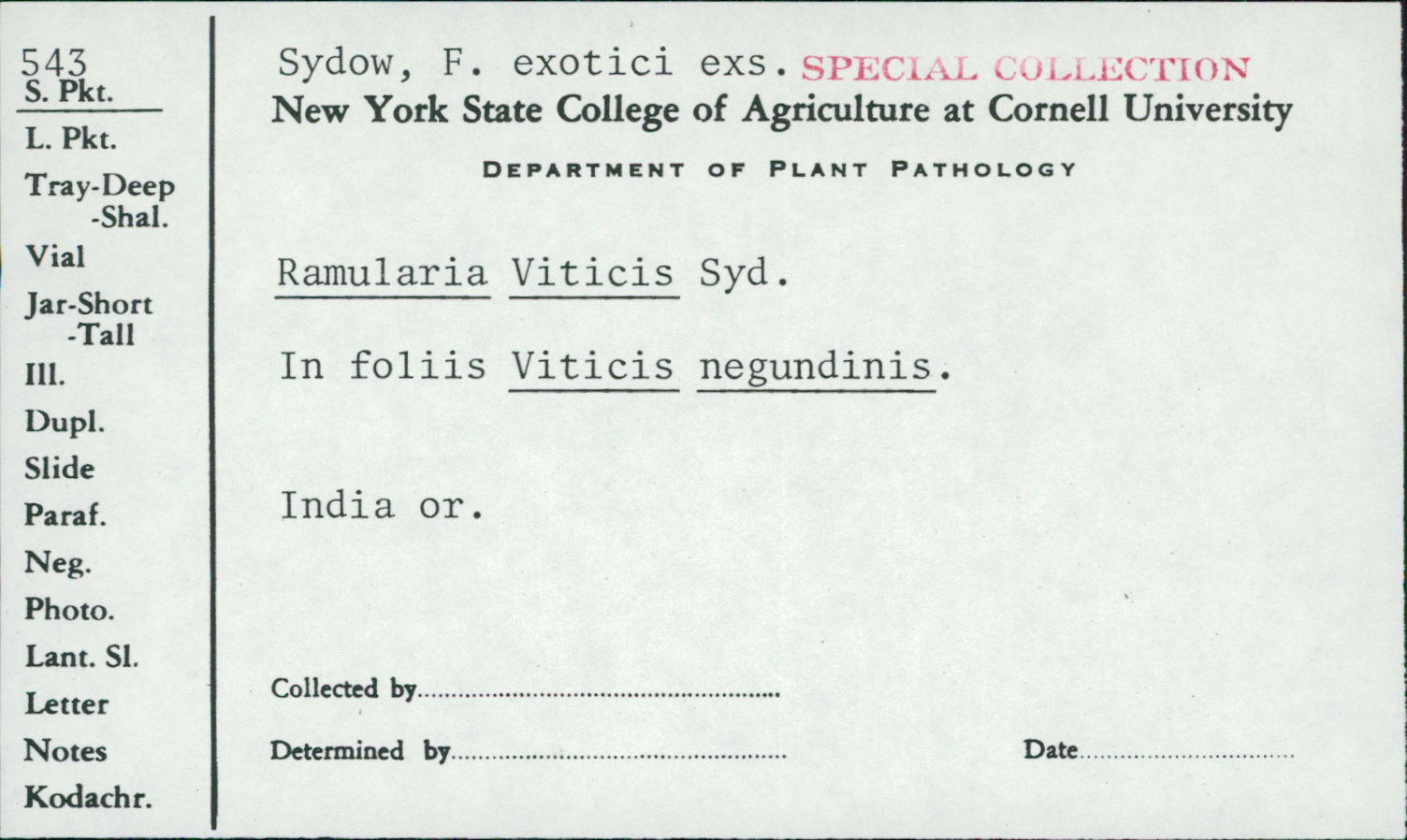 Monodidymaria viticis image