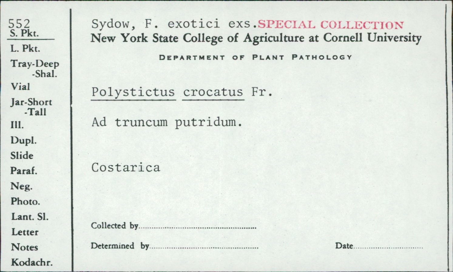 Phellinus crocatus image