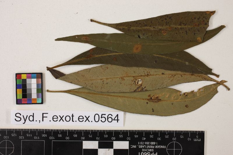 Puccinia ametableta image