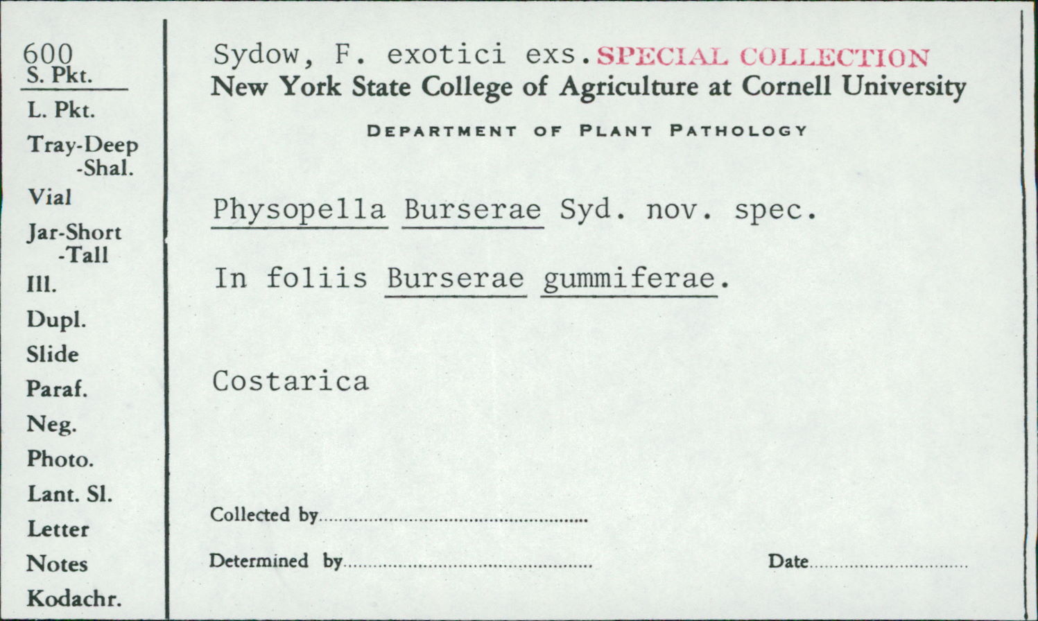 Physopella burserae image