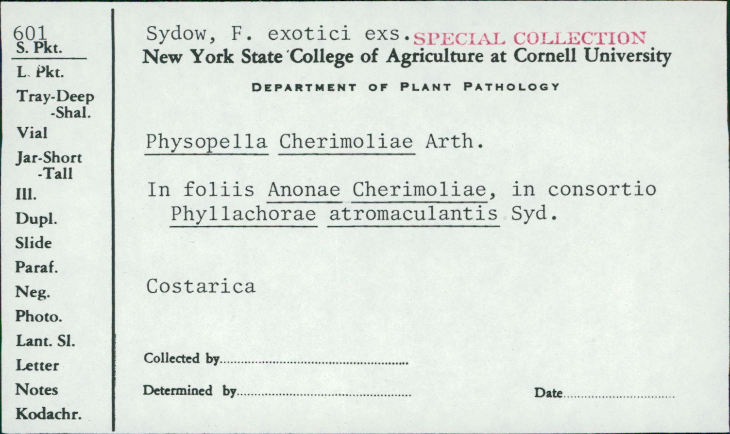Physopella cherimoliae image