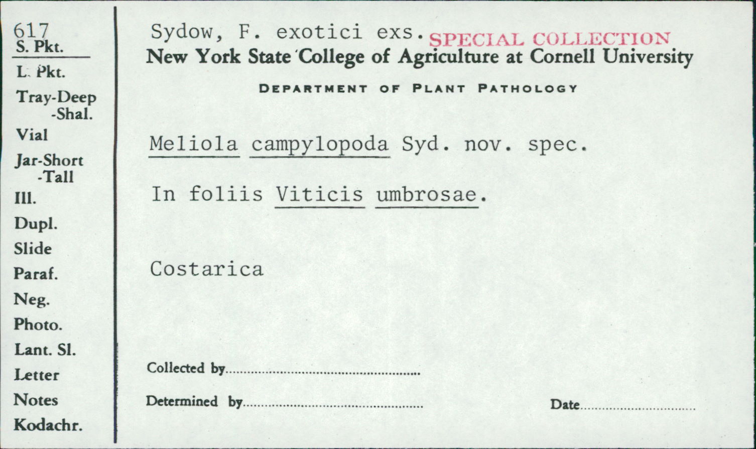 Meliola campylopoda image