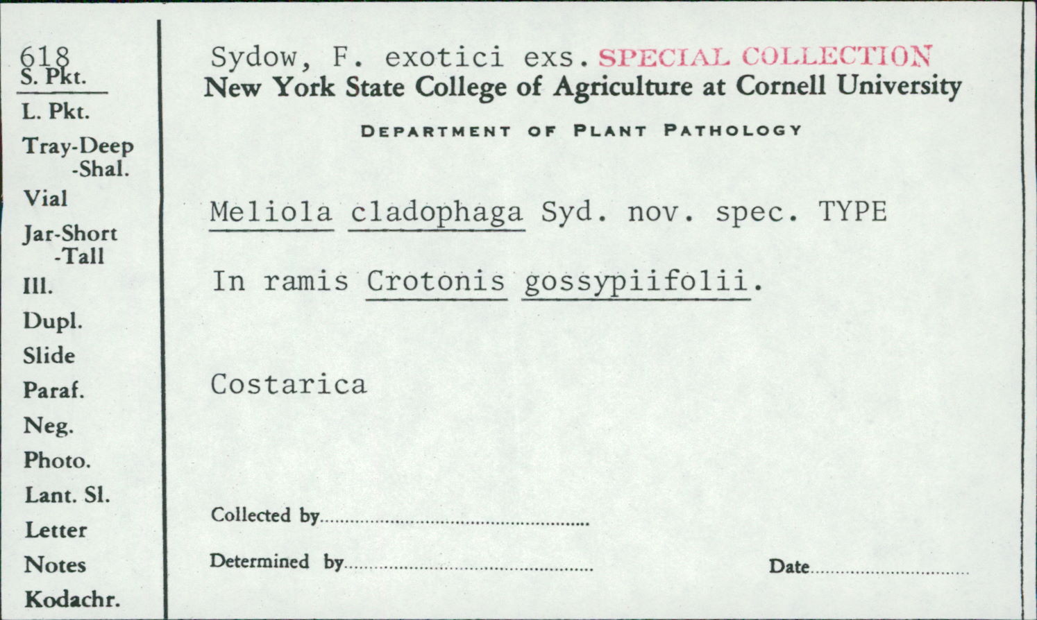 Meliola cladophaga image