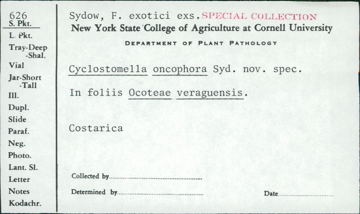 Cyclostomella oncophora image
