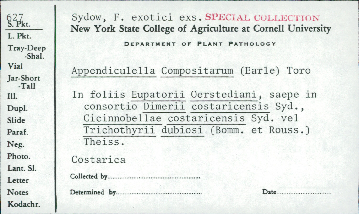 Appendiculella compositarum image