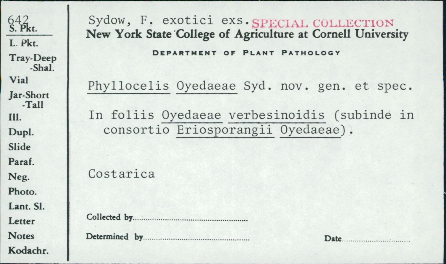 Phyllocelis oyedaeae image