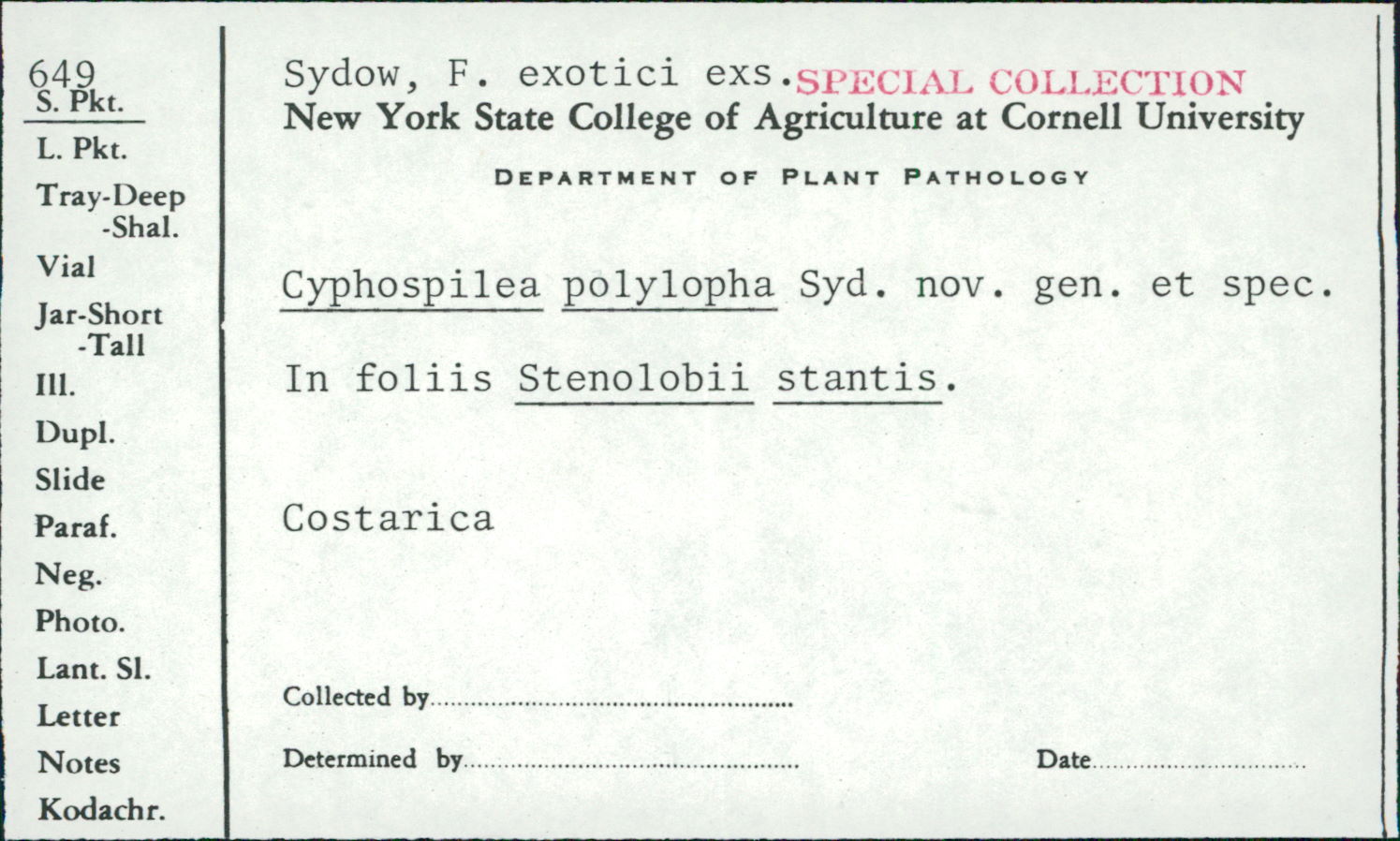 Cyphospilea polylopha image