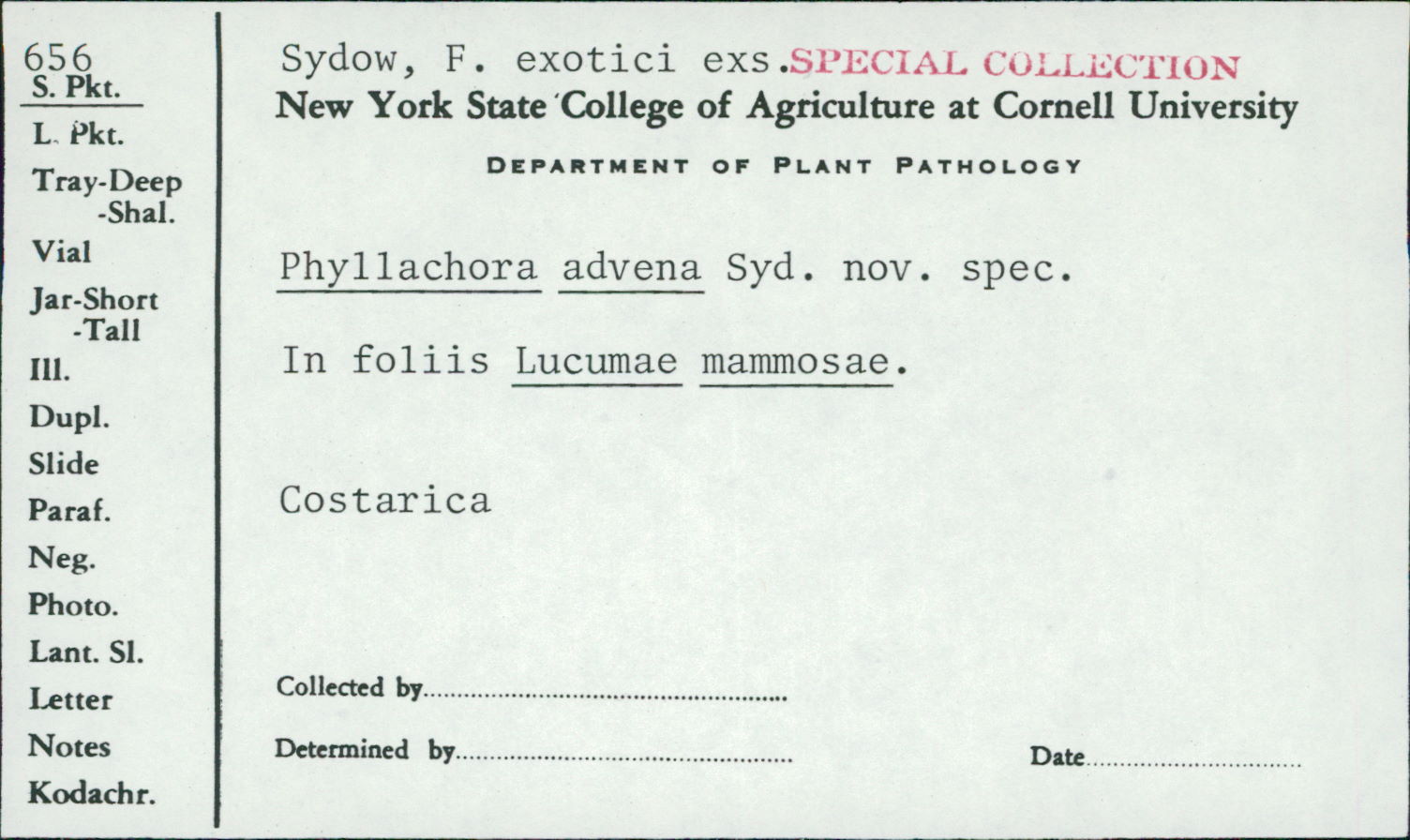 Phyllachora advena image