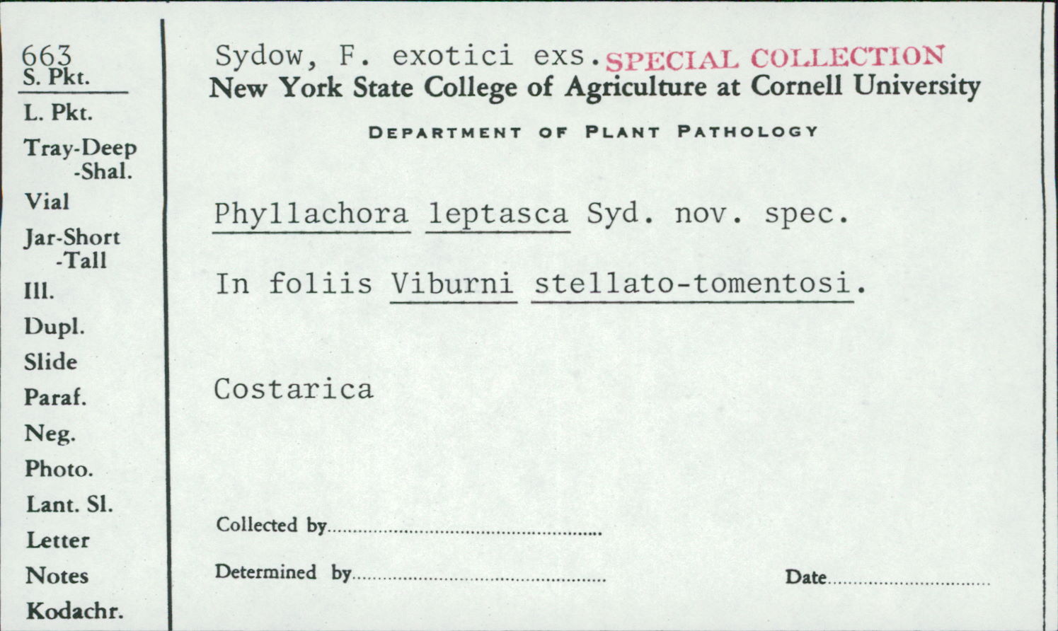 Phyllachora leptasca image