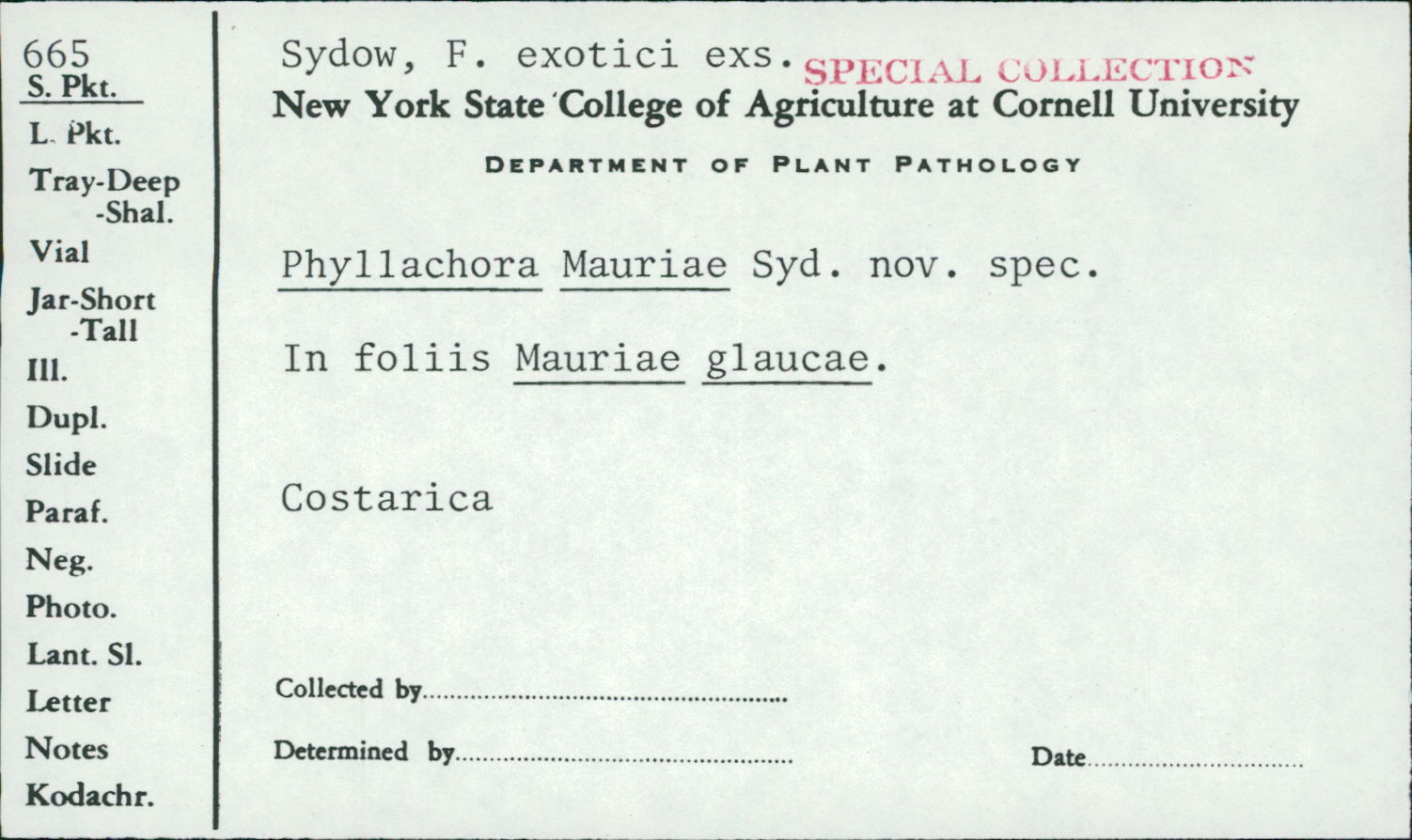Phyllachora mauriae image