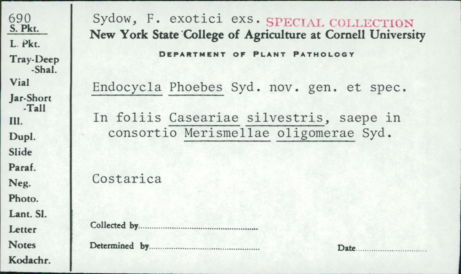 Endocycla phoebes image