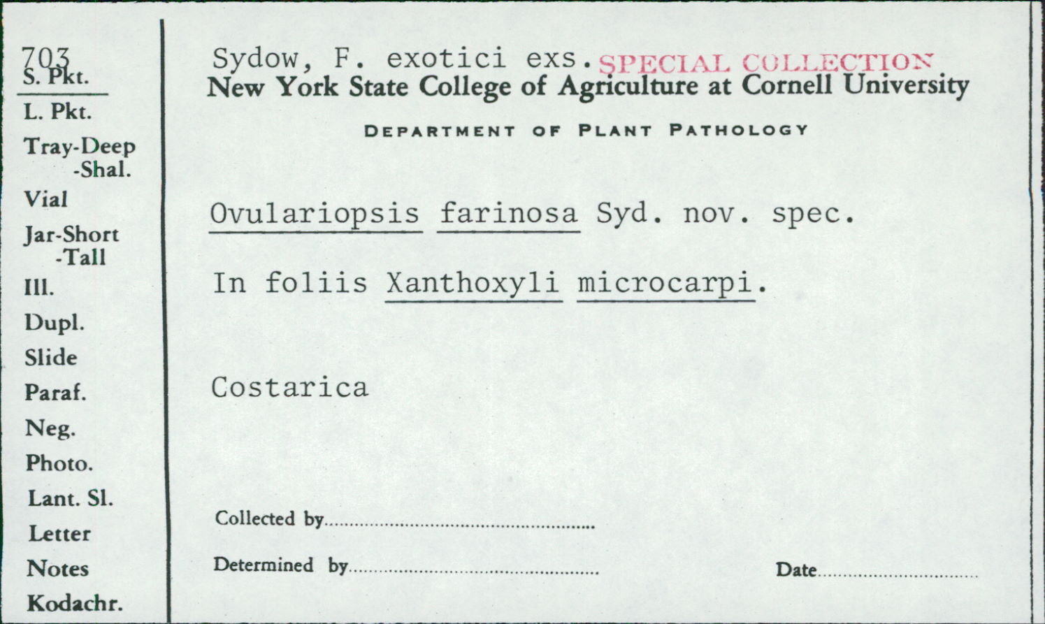 Ovulariopsis farinosa image