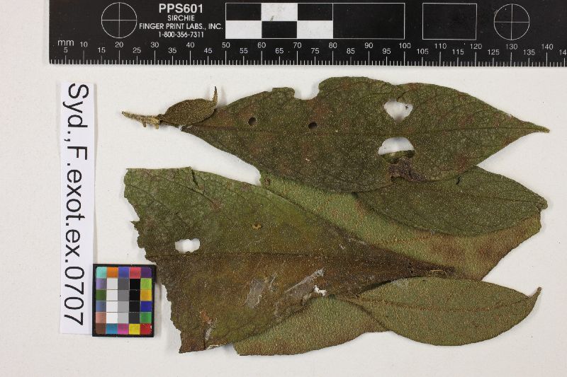 Cercospora brachyclada image