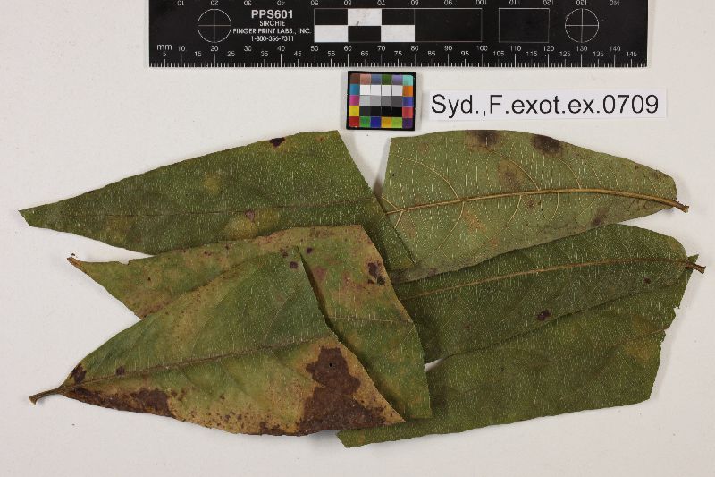 Cercospora costaricensis image