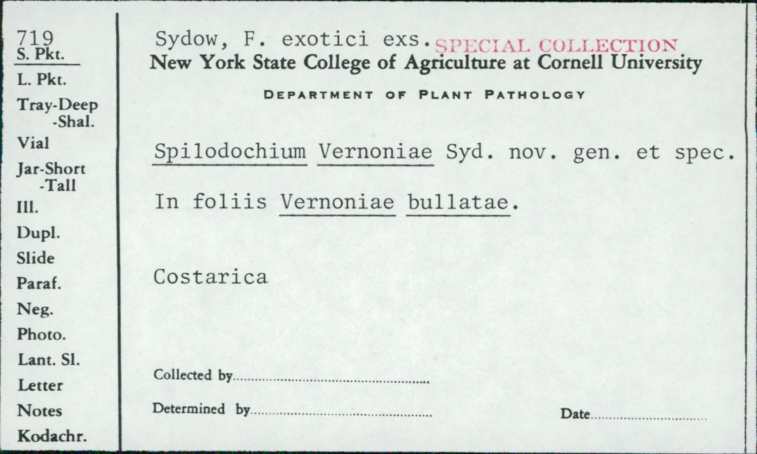 Spilodochium vernoniae image