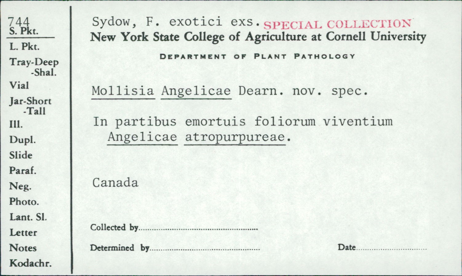 Mollisia angelicae image