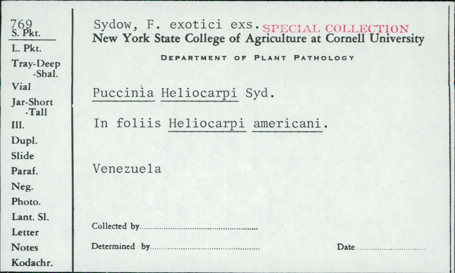 Puccinia heliocarpi image