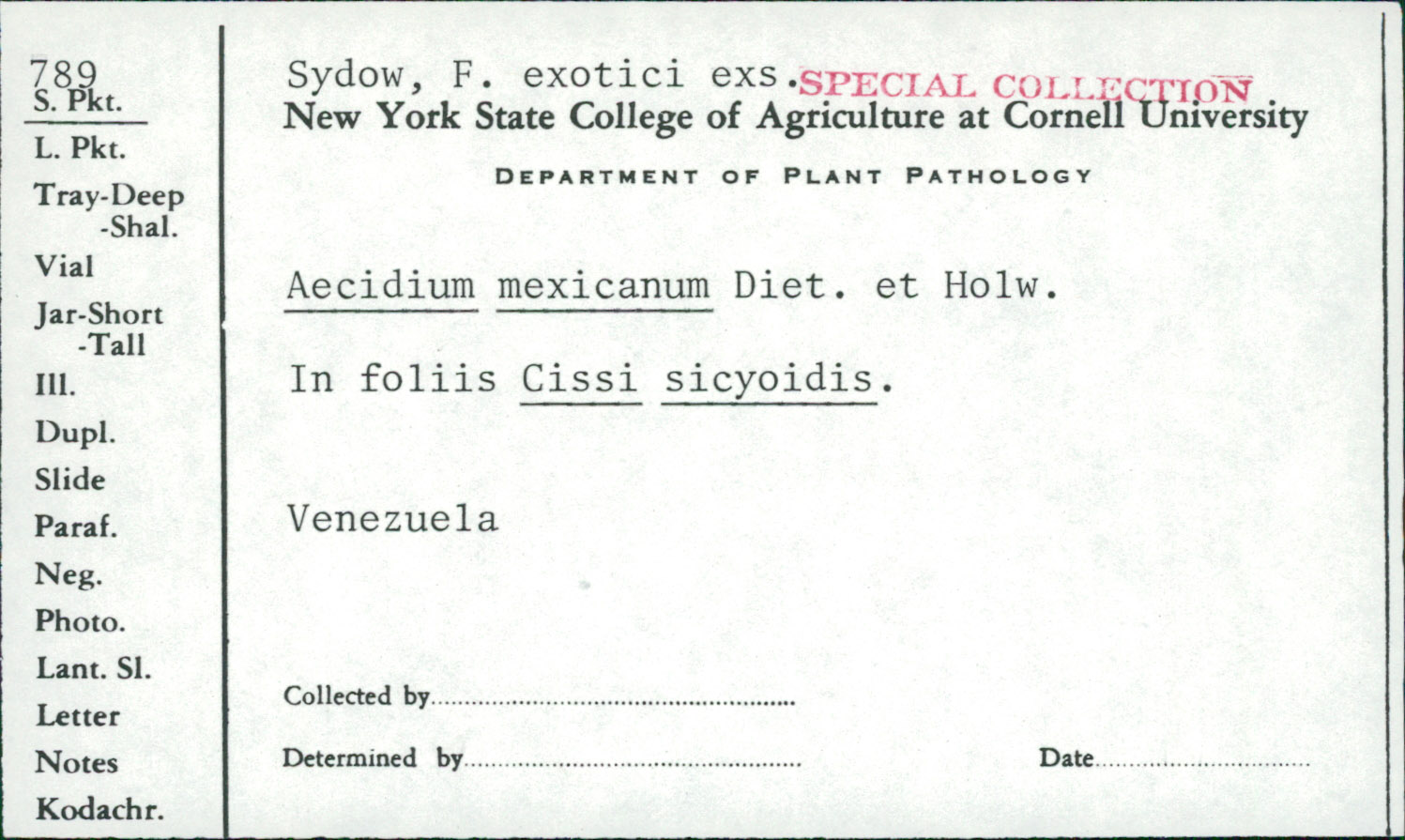 Aecidium mexicanum image