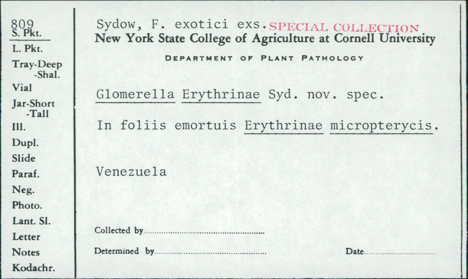 Glomerella erythrinae image
