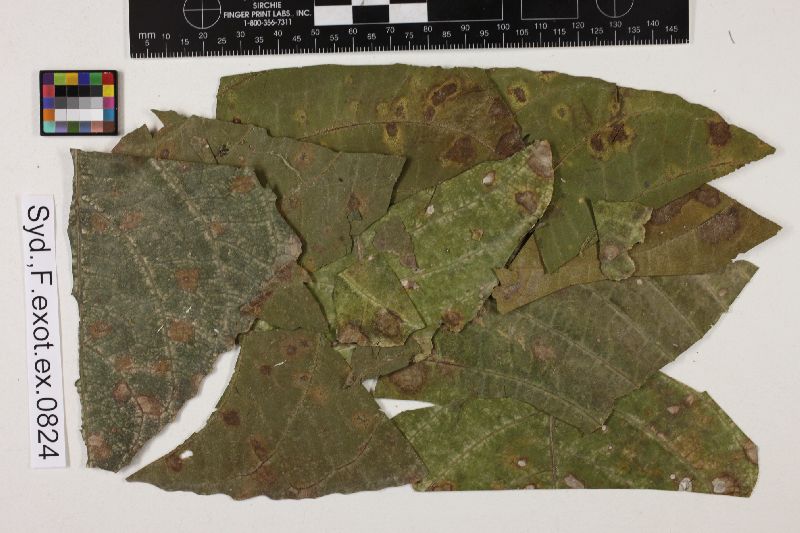 Phyllachora deminuta image