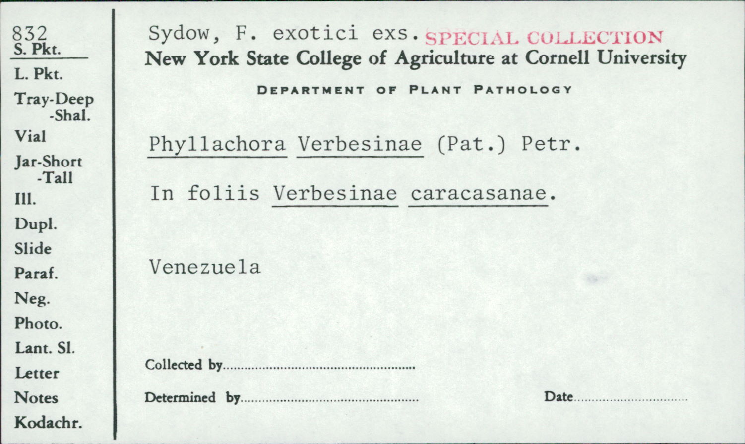 Phyllachora verbesinae image