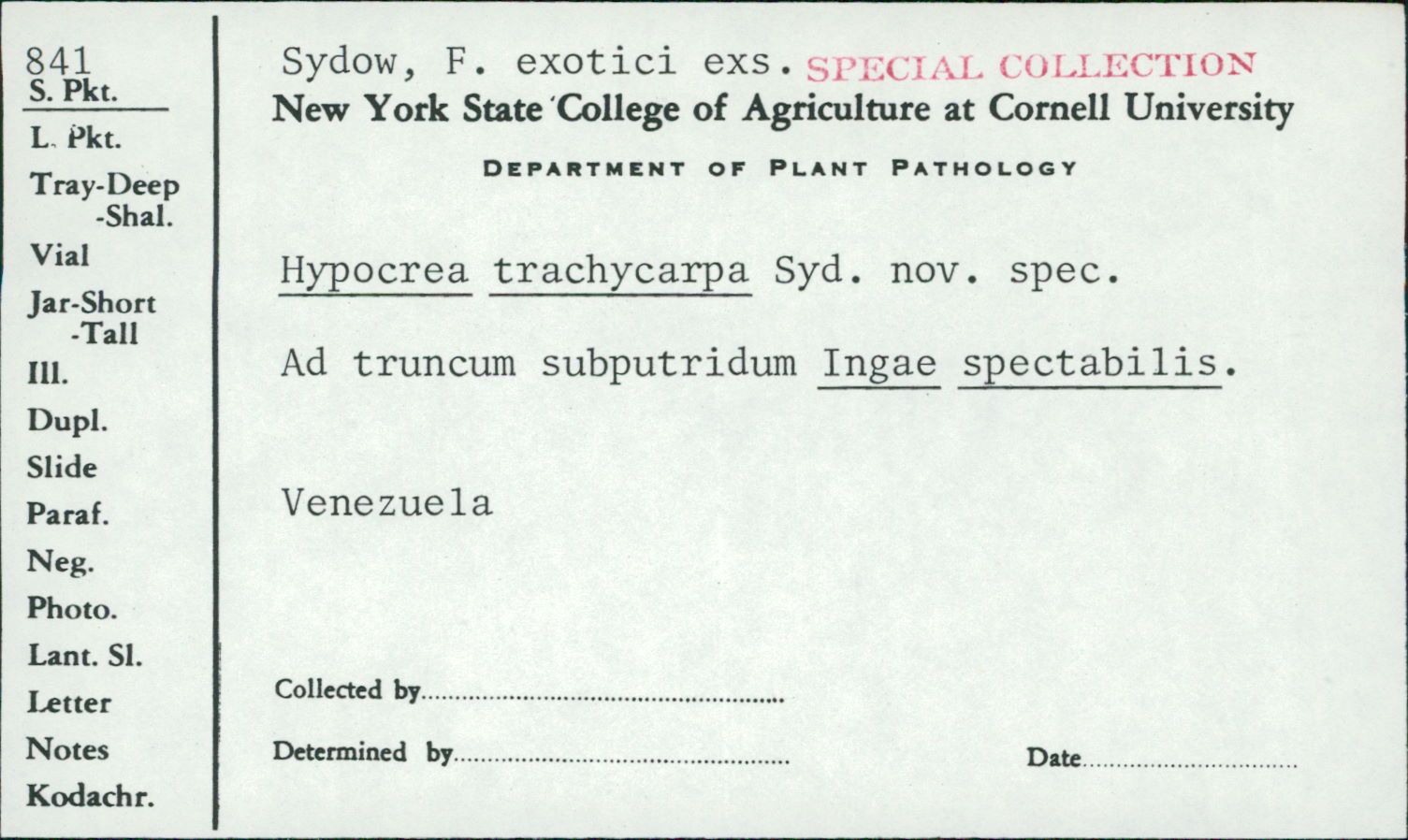 Hypocrea trachycarpa image