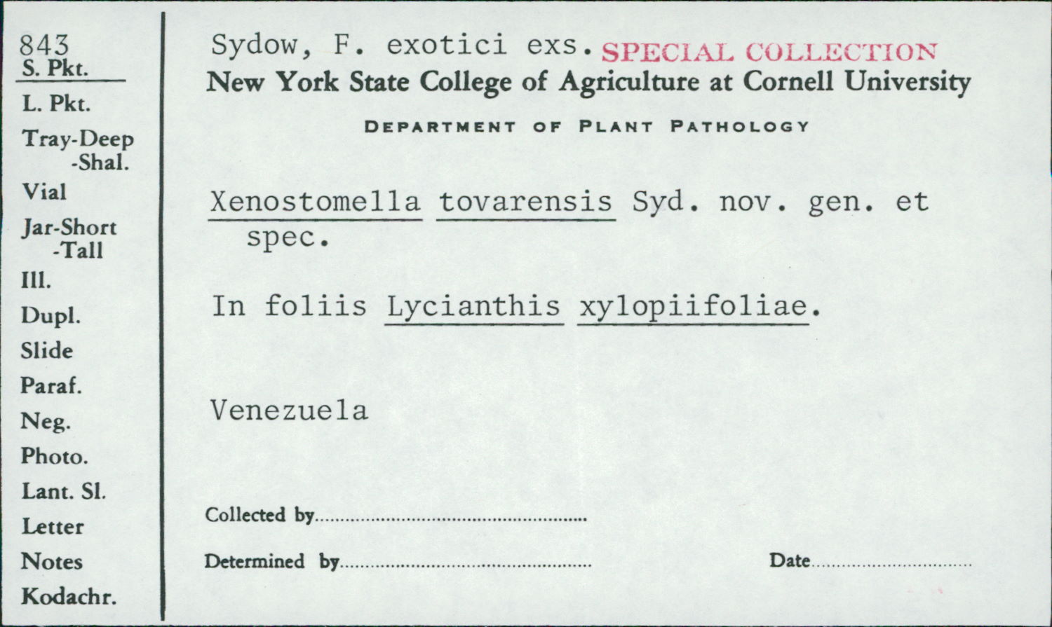 Xenostomella tovarensis image